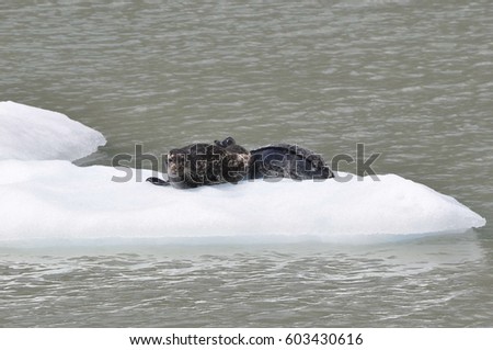 Seals Laying on Iceberg in Tracy Arm Fjord, Alaska, USA