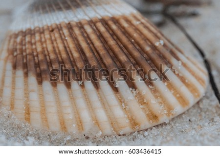 Close up of Striped Shell sitting on sandy beach