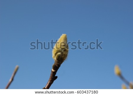 The bud of a magnolia closes