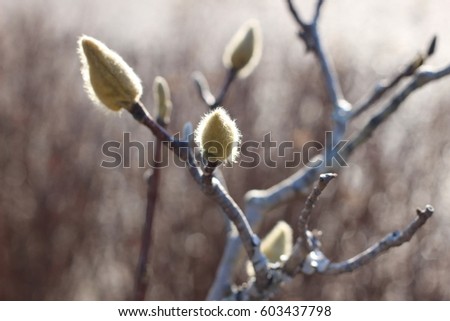 The bud of a magnolia closes