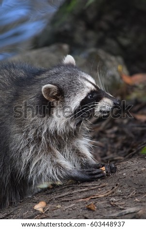 Profile picture of a raccoon eating bread in front of a lake. 