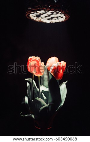 A tulip in smoke. Tulips in smoke and light. In a circle of light as a picture