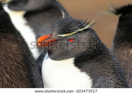 Rockhopper penguin in the rookery, Falkland Islands