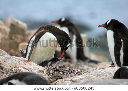 Young gentoo penguin beging food beside adult gentoo penguin, Antarctica Peninsula.