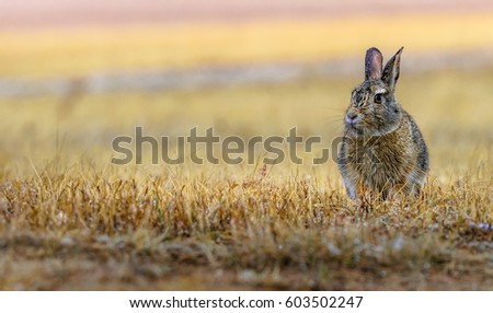 Serious, concentrated cottontail bunny rabbit in the yellow grass in the field, meadow with rain drops on his fur. Wildlife, closeup. After the rain.