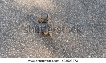 Small squirrel stops on pebble path to check for seeds