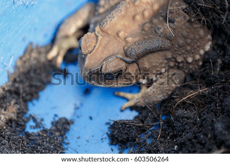 Toad on the ground with blue eyes