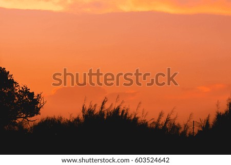 Silhouette meadow and sunset sky background