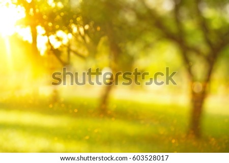 blur green tree abstract in garden or park summer with orange sun light background Royalty-Free Stock Photo #603528017