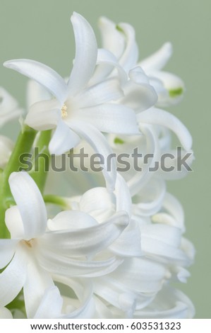 Hyacinth flowers close up, green background