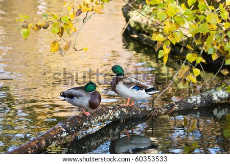 Mallard ducks sitting on a log over the water