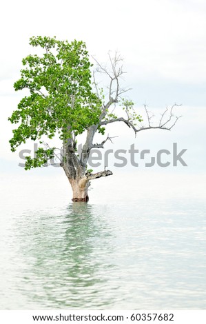 Solitary tree flooded on sea water.