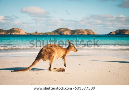 Kangaroo at Lucky Bay in the Cape Le Grand National Park near Esperance, Western Australia Royalty-Free Stock Photo #603577589