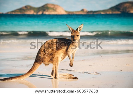 Kangaroo at Lucky Bay in the Cape Le Grand National Park near Esperance, Western Australia Royalty-Free Stock Photo #603577658