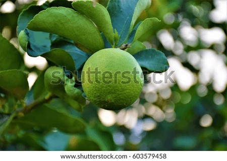Lemon tree Royalty-Free Stock Photo #603579458