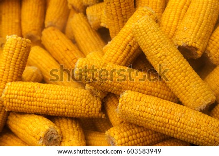 Creative background for advertising menu: Boiled ripe yellow corn in peeled cobs is boiled for couple in large boiler on street. beautiful picture for menu healthy dietary lean foods. Selective focus