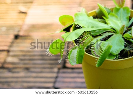 Venus flytrap on yellow pot , with moist clay brick in background.