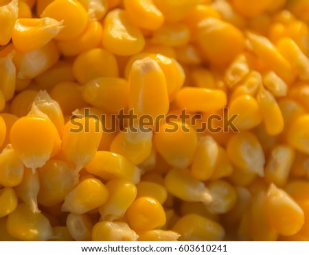 Bulk of yellow corn grains texture  / soft focus picture 