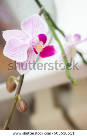 Flower Purple Orchid
