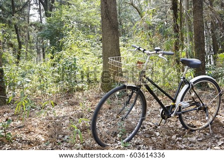 Black old bicycle in the forest with tree background.