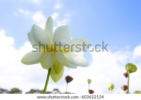 Closeup of a white blooming lotus, blue sky with cloud background, bottom view