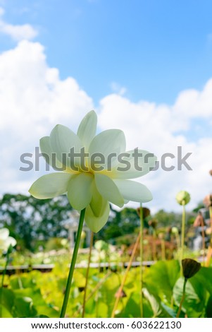 Closeup of a white blooming lotus, blue sky with cloud background, bottom view