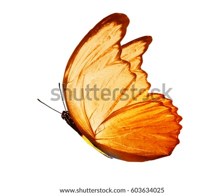 orange colored butterfly , isolated on white