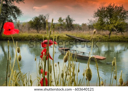 Rivers and poppies