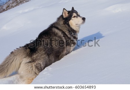 Siberian Husky in the snow in the winter