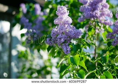Flowering branch of lilac on a sunny day
