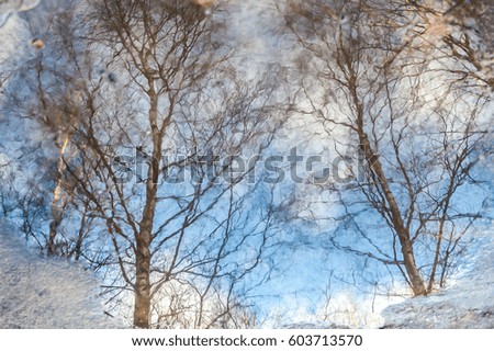 Puddle reflection of empty tree twigs