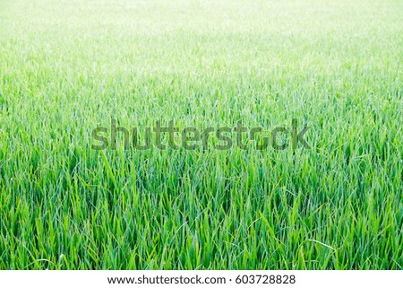 A front selective focus picture of organic rice field in The morning sunrise.