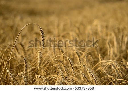 Wheat field. Golden harvest concept. Beautiful natural landscape. Background of ripening ears of wheat in sunny day.