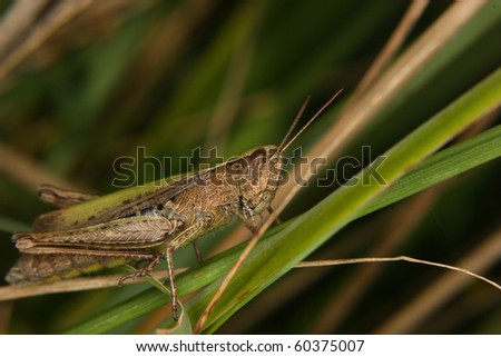 Field grasshopper (Chorthippus apricarius) on a leaf