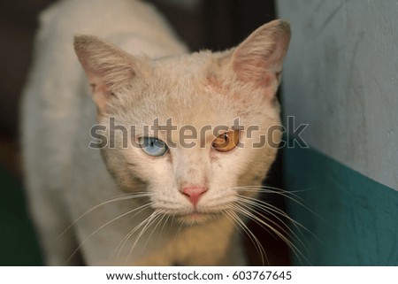A male white cat with odd eyes, yellow and blue