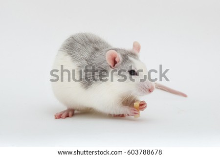 Gray rat on white background