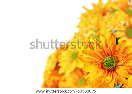 Chrysanthemums with room for text against a white background. Shallow DOF.