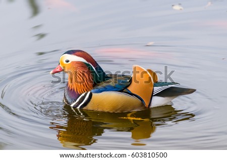 colorful Mandarin duck swimming in a pond closeup