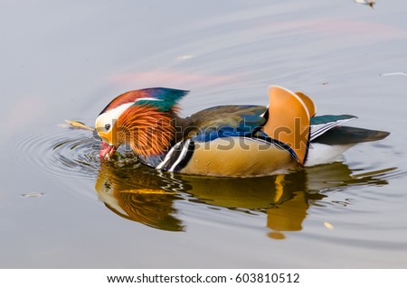 Mandarin duck male swimming and feeding in a pond closeup