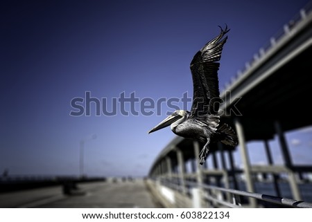 Pelican in the wild skims the Rickenbacker Causeway fishing pier as it searches for fish