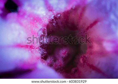 Macro Inside Desert Rose with water drop on pollen Royalty-Free Stock Photo #603831929