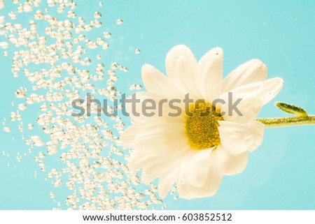 White chrysanthemum flowers on a blue background for cards and letters