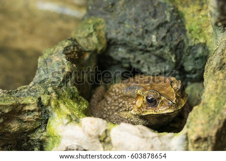 Toad on a rock at water fall