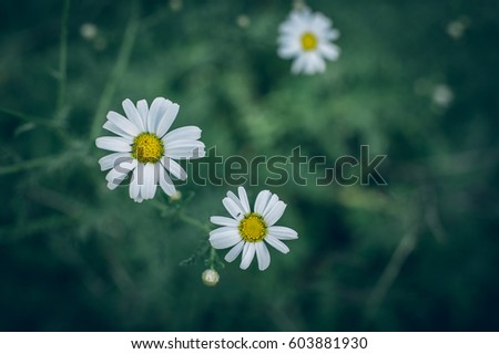 macro photo of a couple cammomile flowers, blured background