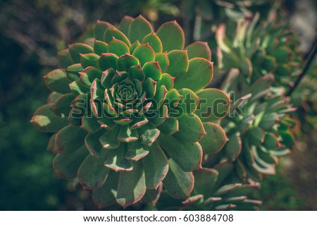 close up of verode succulent sunburst plant of canary islands