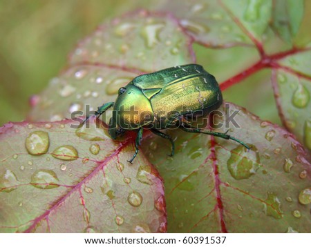 Rose leaf with raindrops and a bug - rose chafer (Cetonia aurata) Royalty-Free Stock Photo #60391537