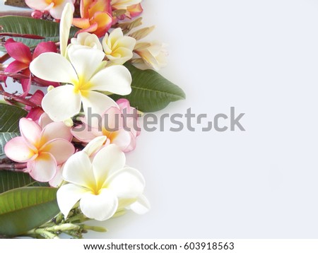 Beautiful color of plumeria flower           