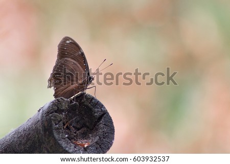 Brown butterfly hold branch