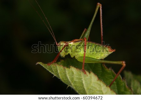 Male of a speckled bush-cricket (Leptophyes punctatissima)