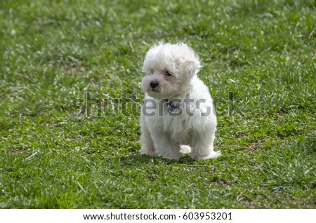 Maltese puppy standing on grass
